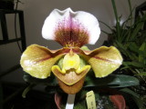 Orchid