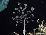CecropiaTree at night