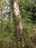Crocodile Tree