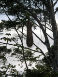 Caciques Nest.