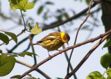 Cape May Warbler