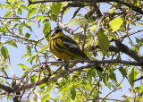 Magnolia Warbler.JPG