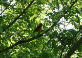 Scarlet Tanager