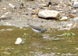 Greater Yellowlegs