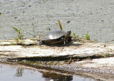 Turtle