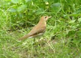 Thrush at Ottawa NWR
