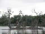 Heron Rookery