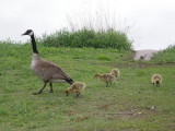 Family of Canada Geese