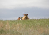 Looming Cows