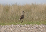 Marbled Godwit