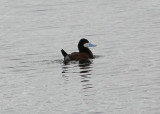 Ruddy Duck