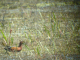 Cinnamon Teal