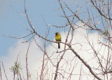 Orchard Oriole