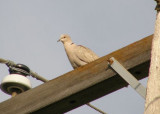 Eurasian Collared Dove