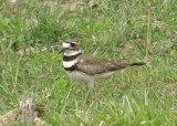 Killdeer