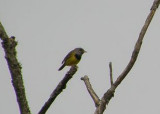 Mourning Warbler