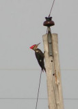 Pileated Woodpecker
