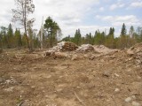 Clear Cutting