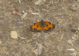 Pearl Crescent