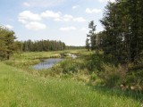 Wetland