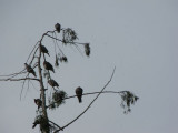 Band-tailed Pigeons