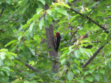 Red-breasted Sapsucker