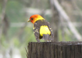 Western Tanager