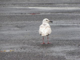 Glaucous-winged Gull