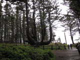 Octopus Tree