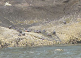 Harlequins on Haystack Rock