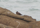 Black Oystercatcher