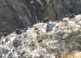 Brandts Cormorants