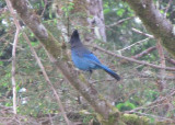 Stellers Jay