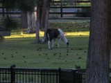 Llama at Ponderosa Lodge