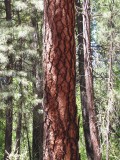 Ponderosa Pine