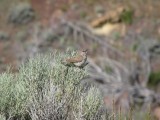 Rock Wren