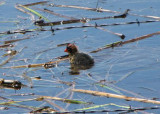 Baby Coot