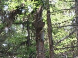 Great Gray Nest Platform