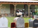 Sheep on Porch