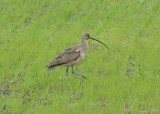 Long-billed Curlew