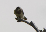 Swainsons Hawk