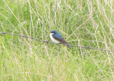 Violet-green Swallow