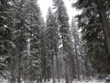 Snowy Trees