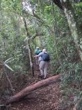 Up the trail