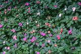More Impatiens