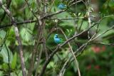 Green-headed Tanagers