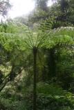 Tree Fern