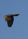 Northern Hawk Owl Flying