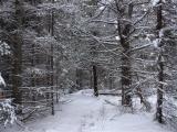 Snowy Woods