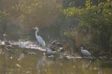 Assortment of Waders